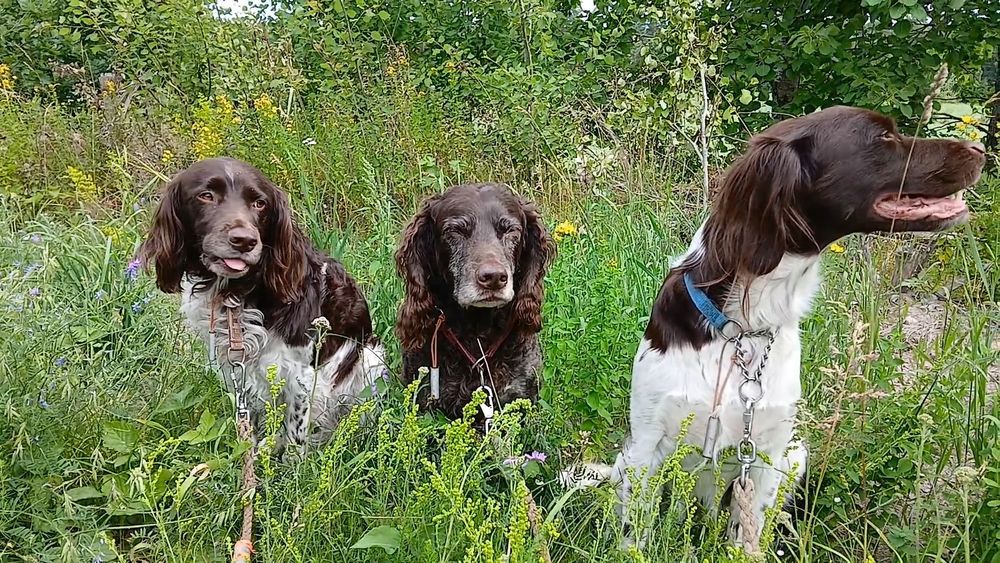 Jalle, Acke and Mille.