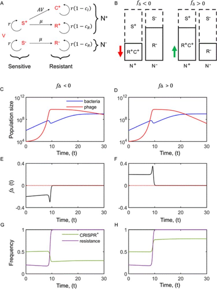 Conditions for the spread of CRISPR-Cas immune systems into bacterial populations