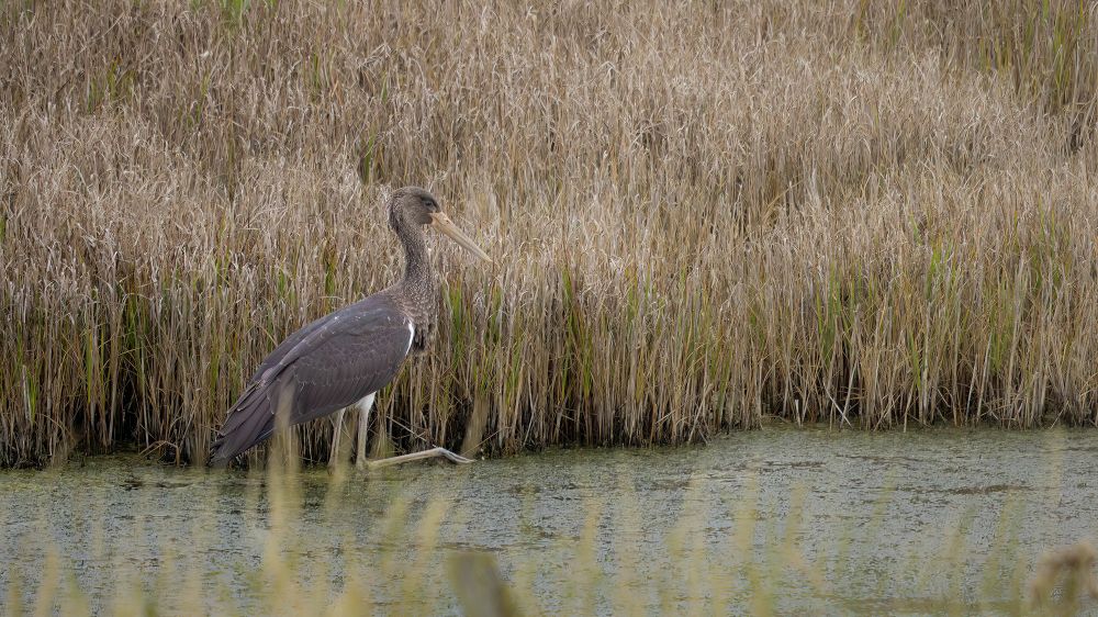 Black Stork