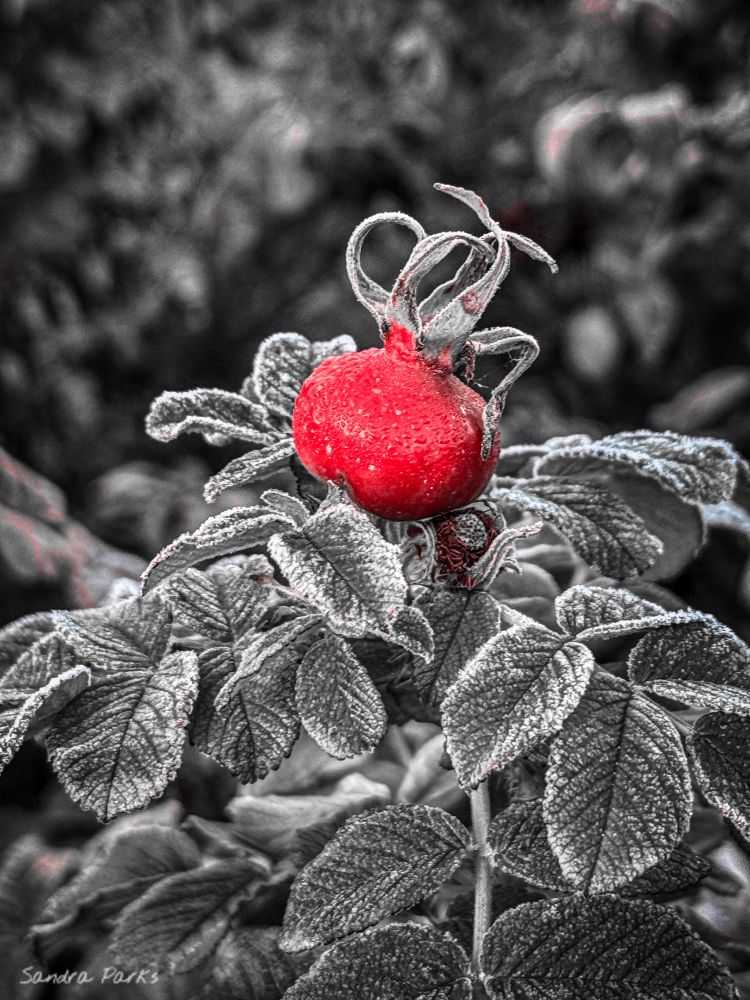 Frosty Black and white leaves with red rose hip 