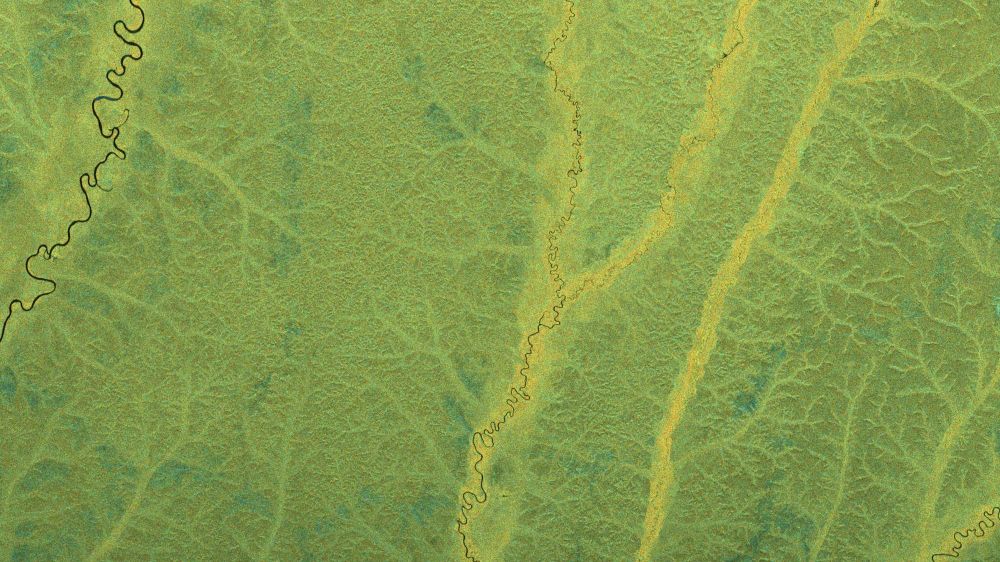 A bright green image resembling a leave under a microscope, although it depicts a large area of rainforest instead. It is cut across by a few rivers, appearing as very squiggly narrow black lines. Branching structures spread across the rest of the image.
