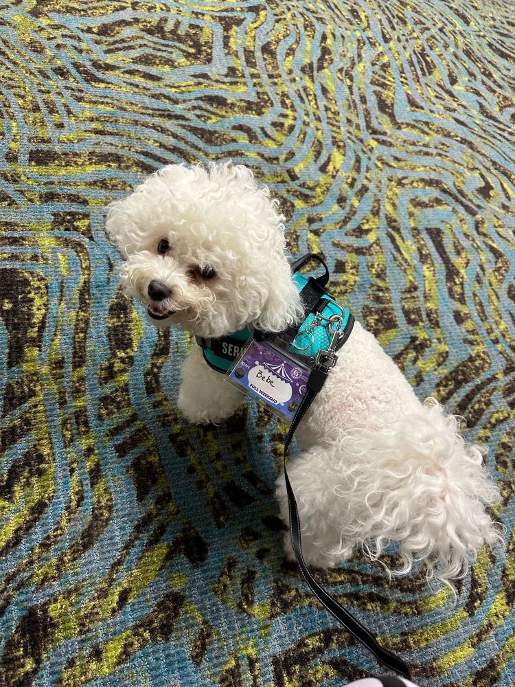 Small white dog (Bichon Frise) wearing service animal harness with a name badge reading “Bébé” standing on blue/green/black patterned carpet.