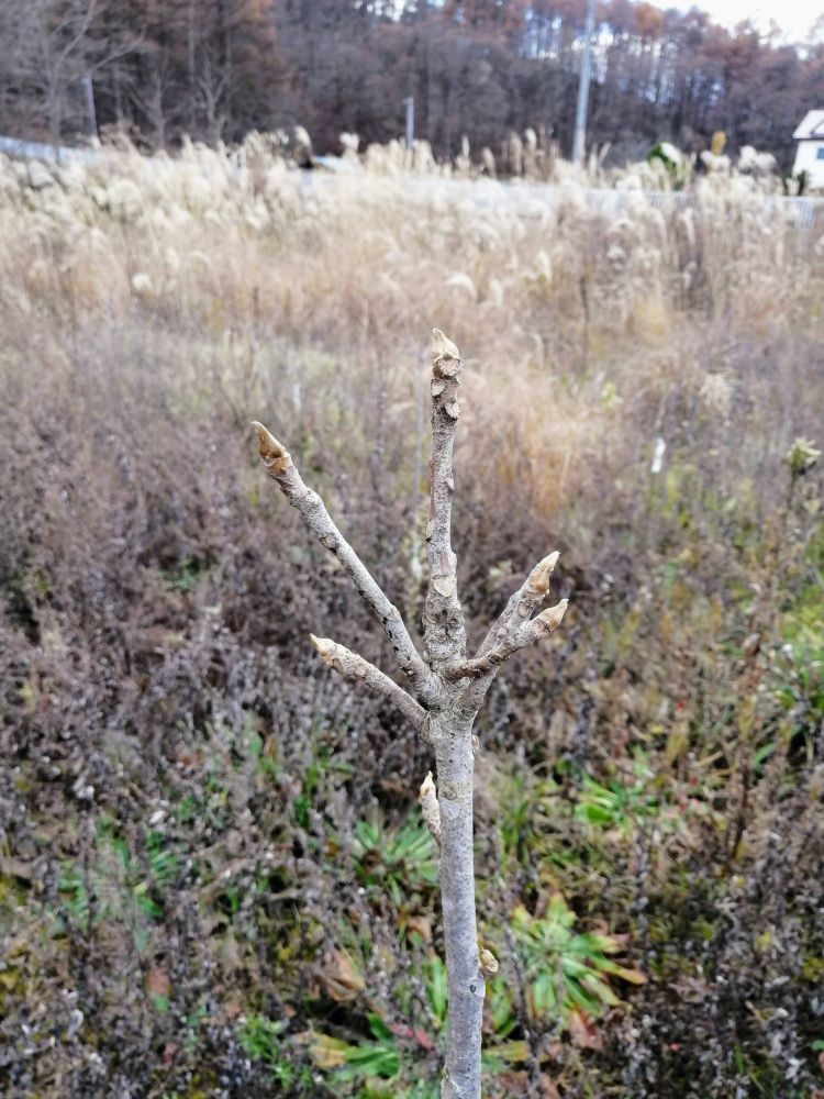 I visited one of the lacquer tree plantations I manage. As it's late autumn, the trees had shed their leaves and were preparing for winter. The weeds had grown quite tall since I hadn't had time to mow the area