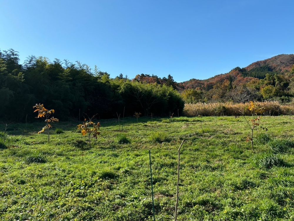 This crowdfunding seeks donations to support the restoration of the urushi industry, which was affected by the earthquake. The funds will be used to grow urushi saplings over a long period, plant them, and harvest them in ten years for use in Wajima's art. 🌱
gogetfunding.com/wajima/