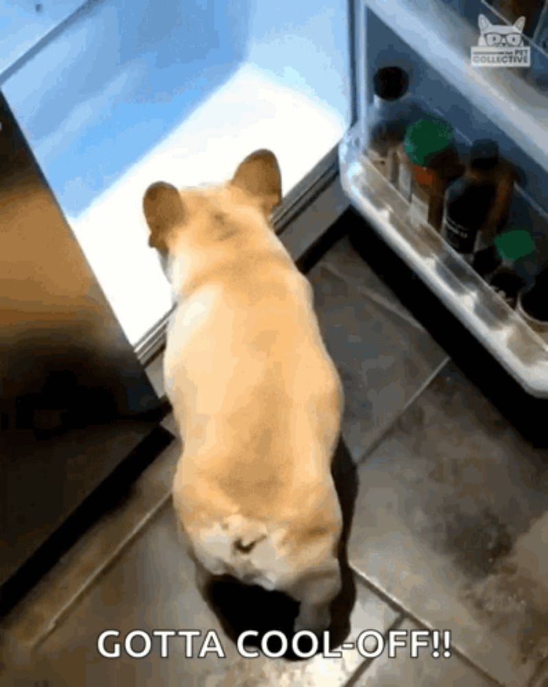 a dog looking into an open refrigerator with the words gotta cool off