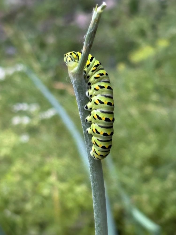 Black swallowtail caterpillar ona dill plant