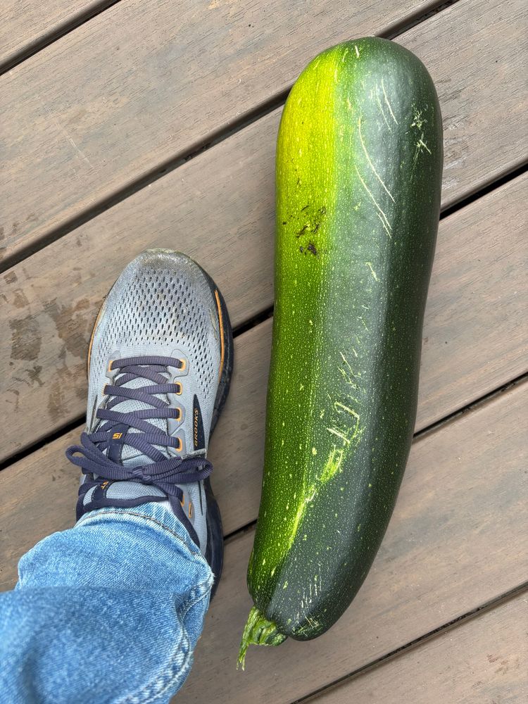 Giant zucchini set next to my foot for size reference