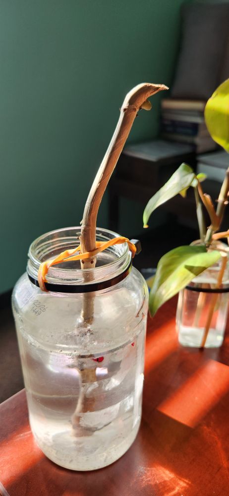 Picture of a philodendron stem in a glass jar trying to be propagated