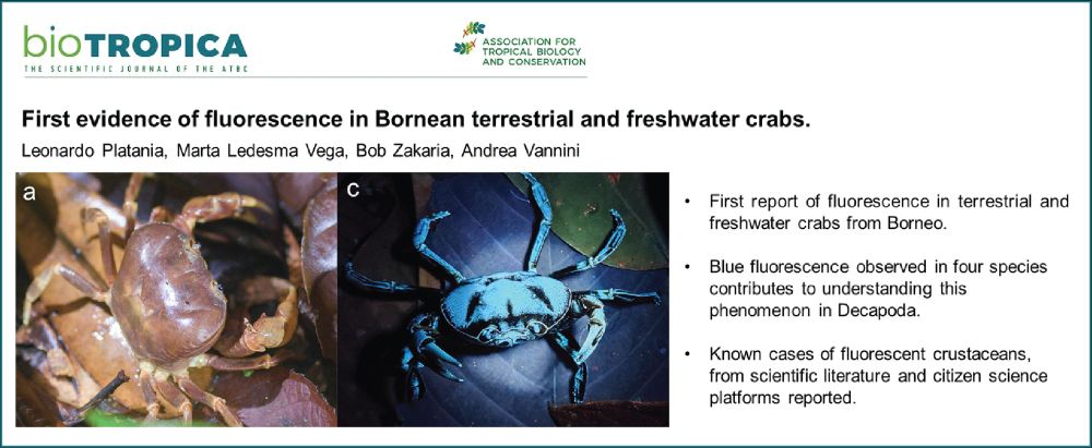 In this field note, we review fluorescence in #Decapoda and discuss its possible biological meaning focusing on our bornean species.

