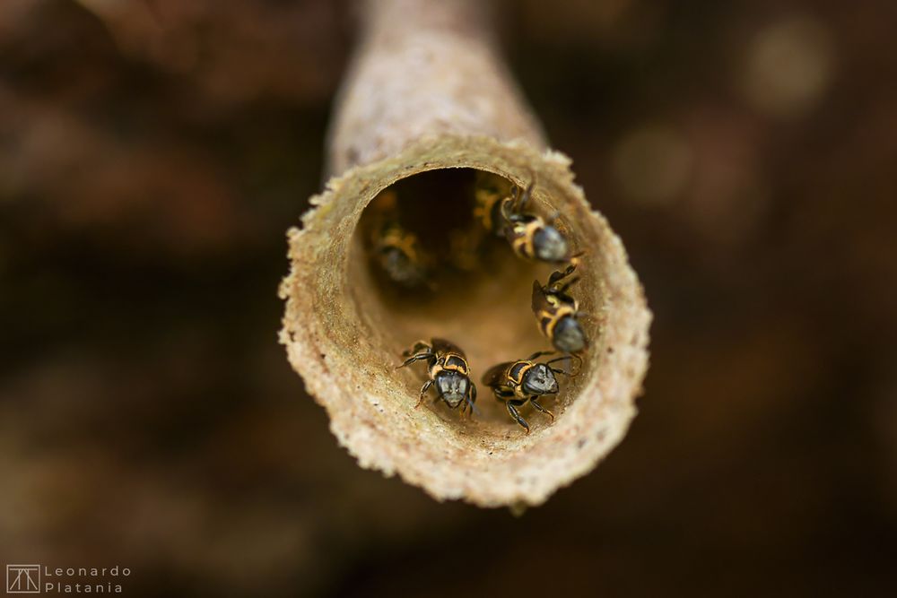 Remembering the cool moments from last year, I want to share this shot of the entrance to a Lepidotrigona nest.