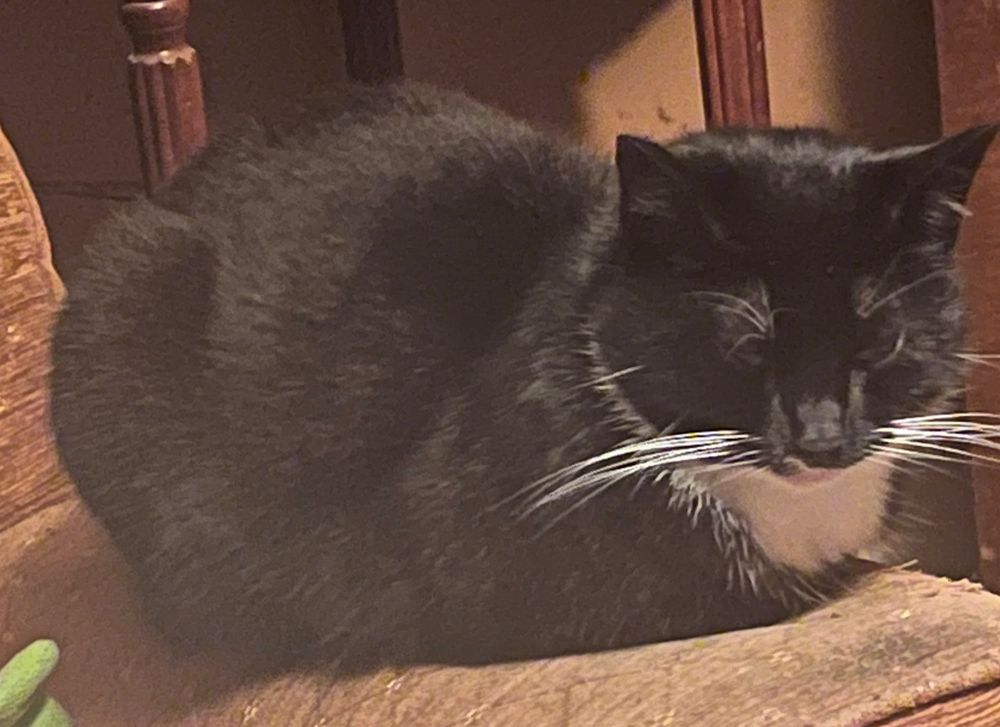 Tilly, my tuxedo cat, curled up on her armchair arm.