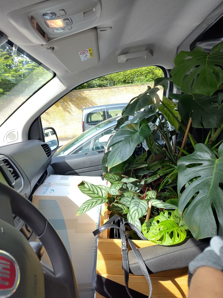 Plants and a big box on the seats of the co-driver.
