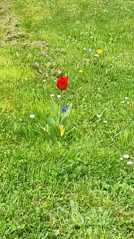 Mitten im grünen Rasen wächst eine rote Tulpe. 
