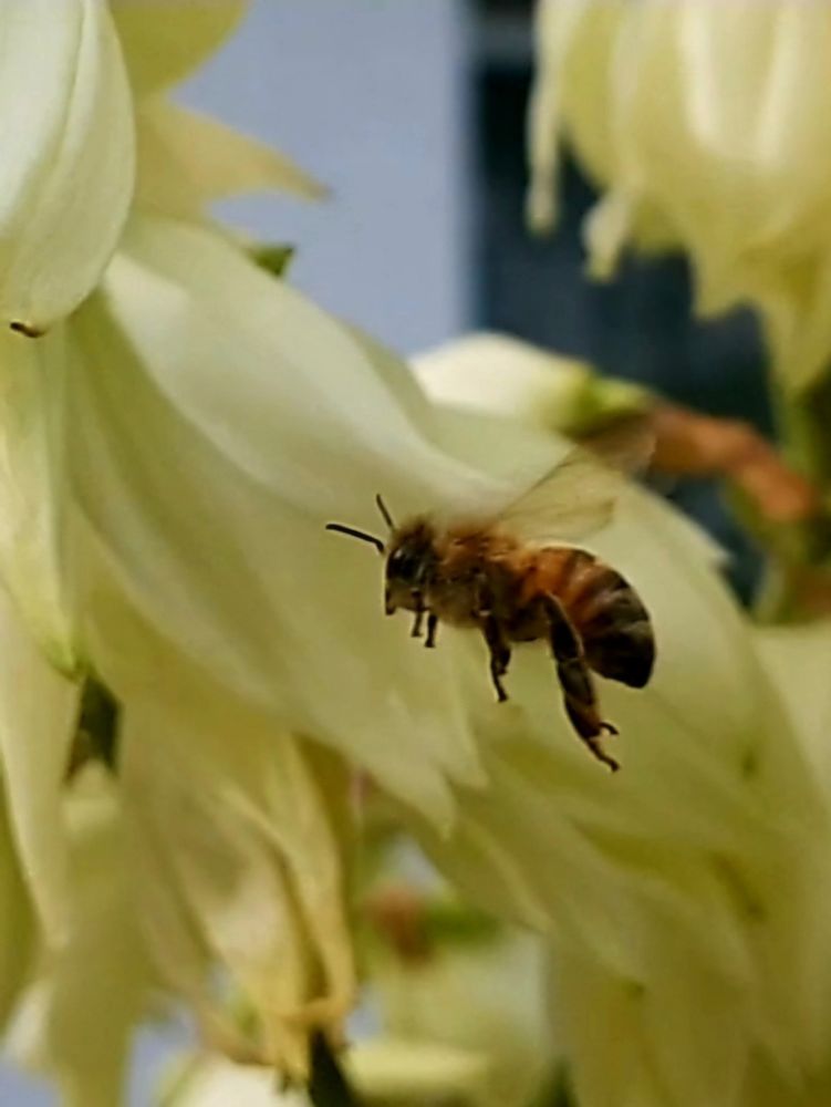 Im Hintergrund ist verschwommen eine gelbe Blüte, davor ist eine Biene im Landausflüge.