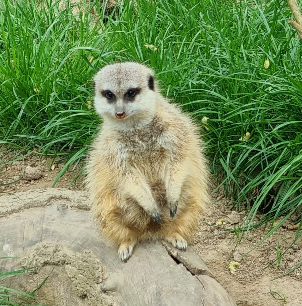 Ein Erdmännchen sitzt auf seinen Hinterbeinen und schaut Richtung Kamera.  