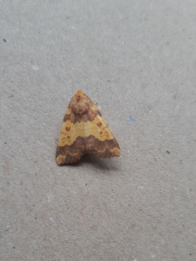 Barred Sallow