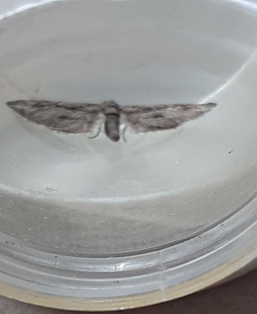Cypress Pug