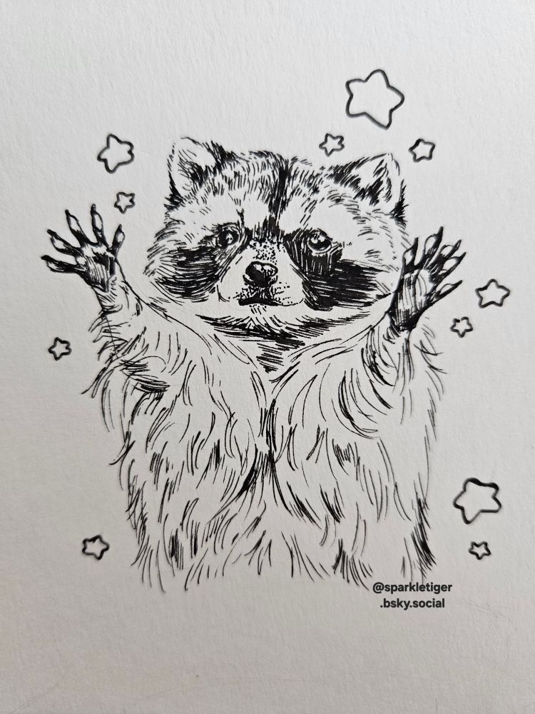 A semi-realistic fineliner illustration of a raccoon. It is holding up both of it's hands and looking ahead. It is surrounded by chubby stars.