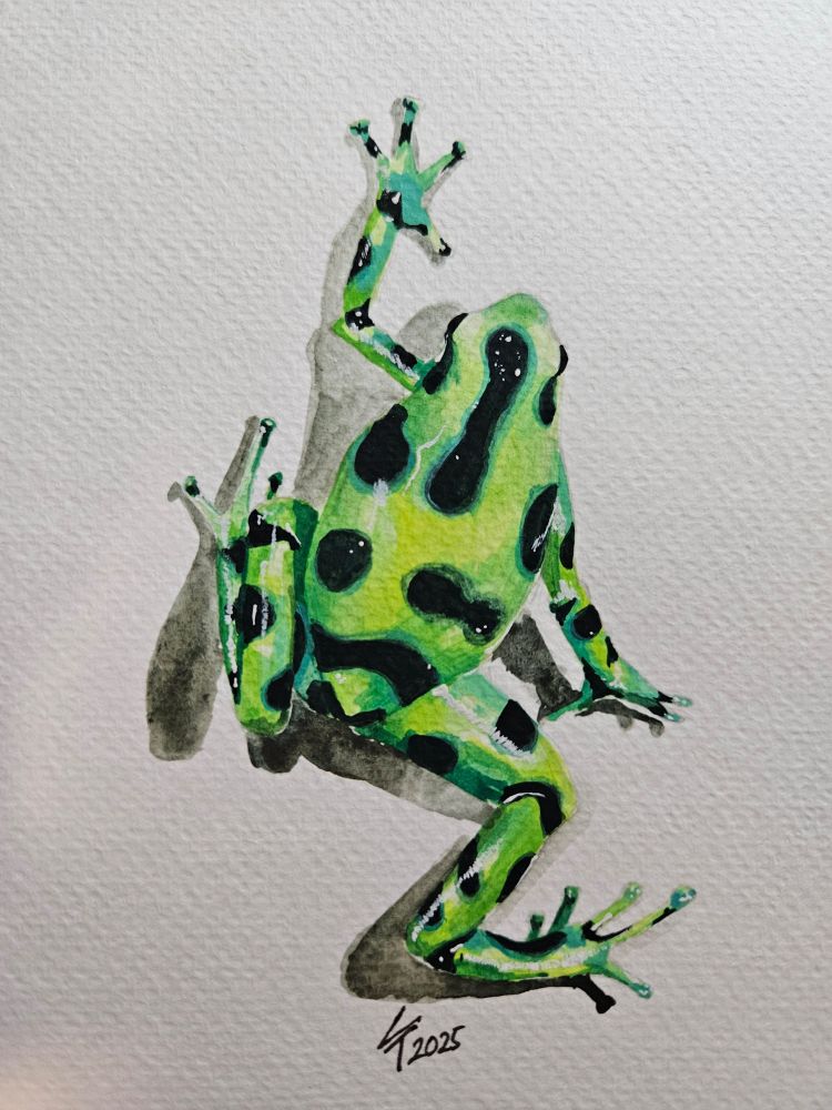 A watercolour painting of a green poison dart frog with black splotches. It is depicted from above.