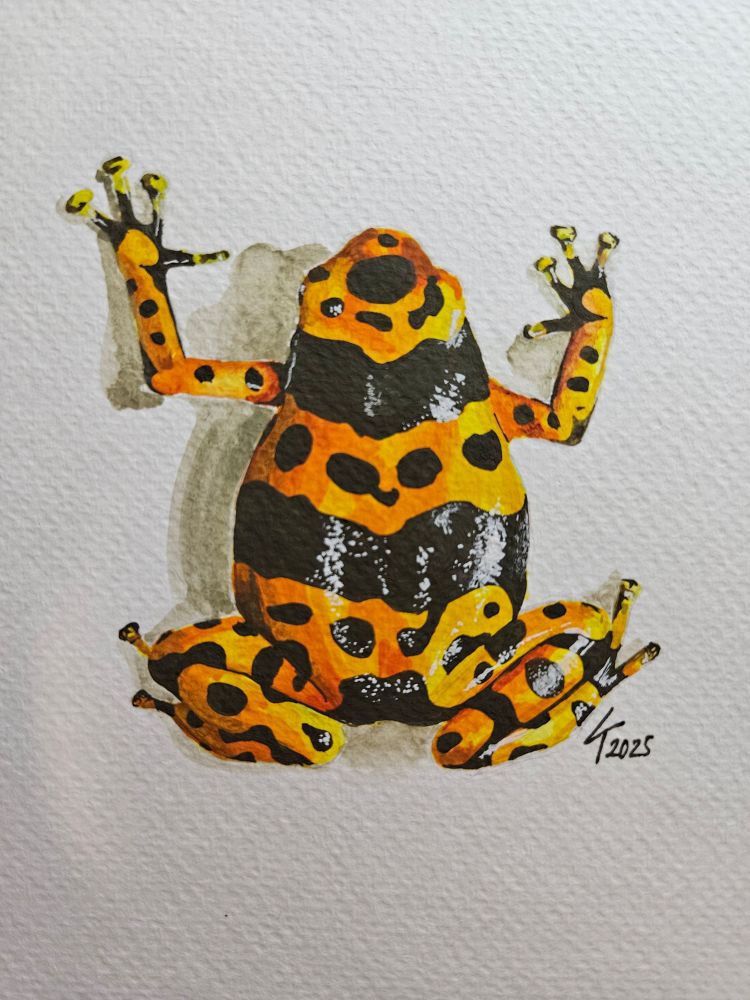 A watercolour painting of an orange poison dart frog with black splotches and two wide black bands across it's back. It is depicted from above.