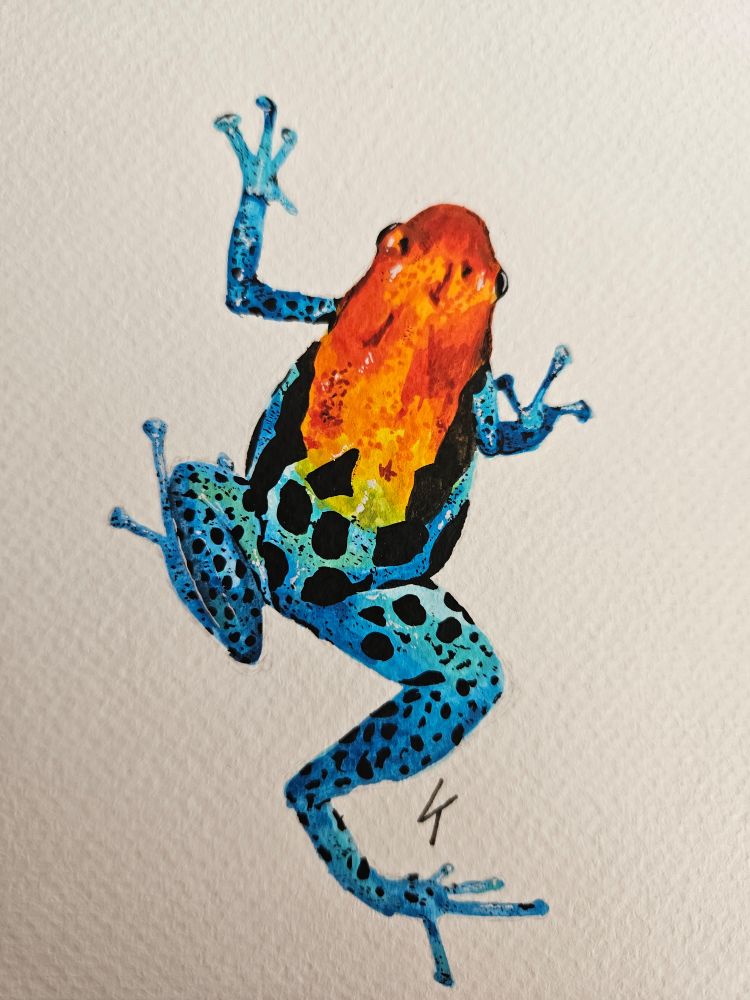 A watercolor painting of a poison dart frog. It's body is a gradient of red to blue, it's limbs are blue and the back half of the body as well as the limbs are covered in black splotches and freckles.
