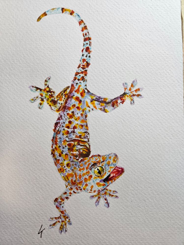 A watercolor painting of a tokay gecko. It is facing downwards, raising it's head to look at the viewer with an open mouth.