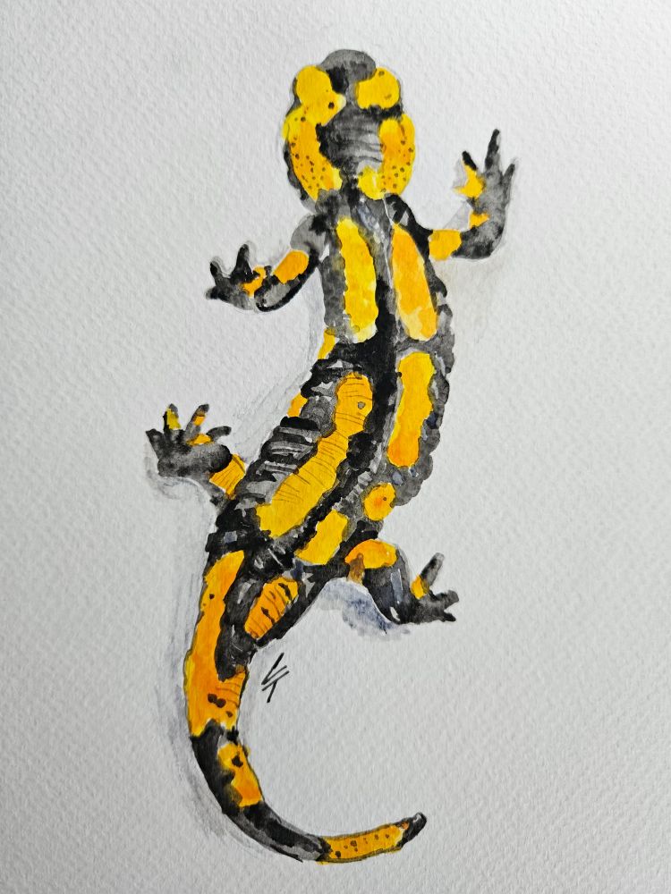 A watercolor painting of a fire salamander.