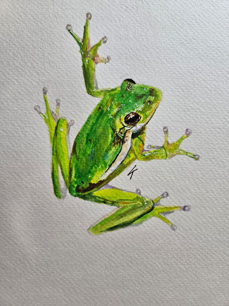A watercolor painting of a green frog. It is shown from above and turning it's head to look back.