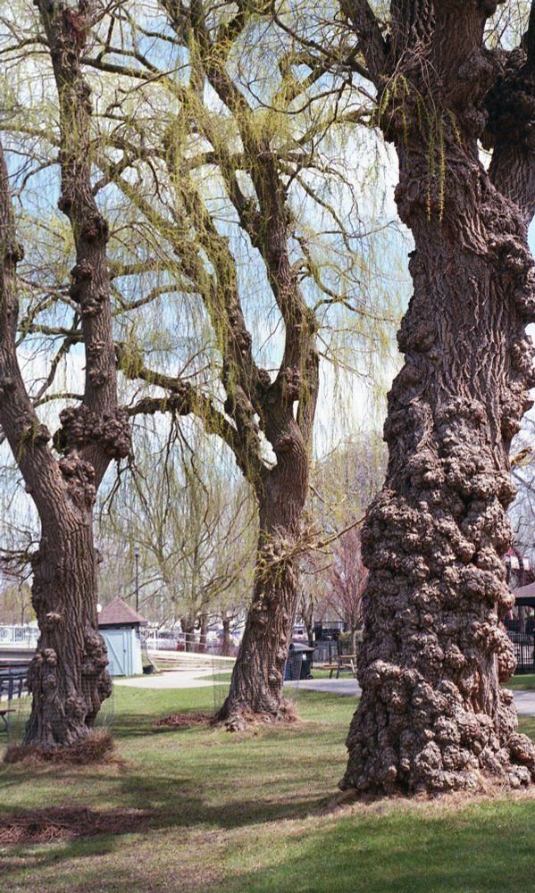 3 large old gnarled trees overlook a small patch of grass
