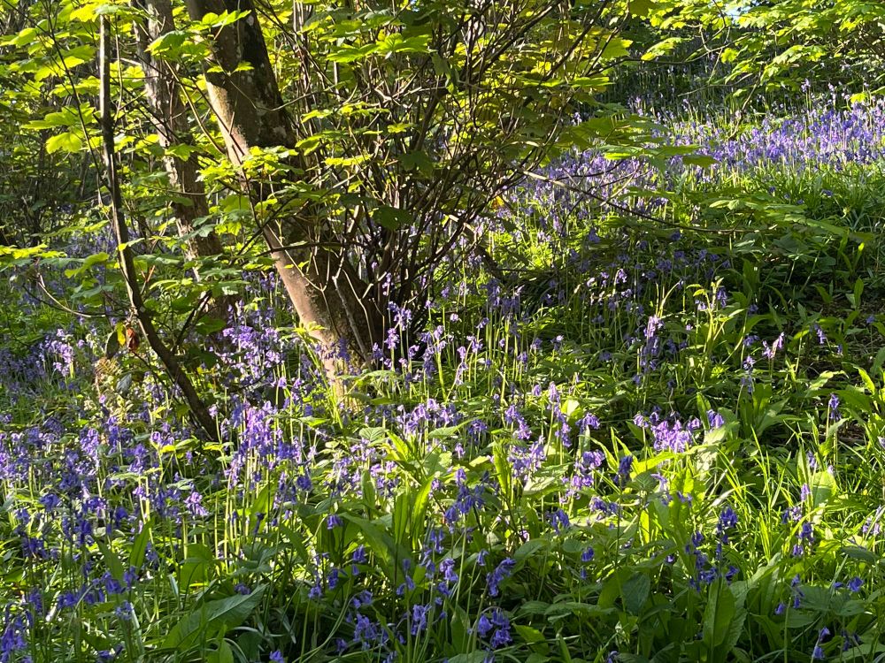 A tree trunk surrounded by bluebells with dappled sunlight 