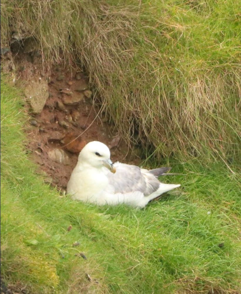 #Fulmar