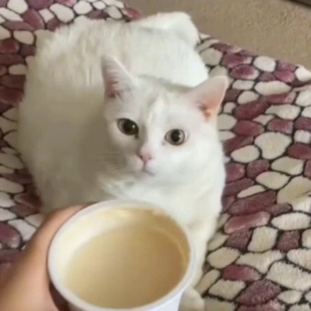 a person is holding a cup of coffee in front of a white cat on a bed