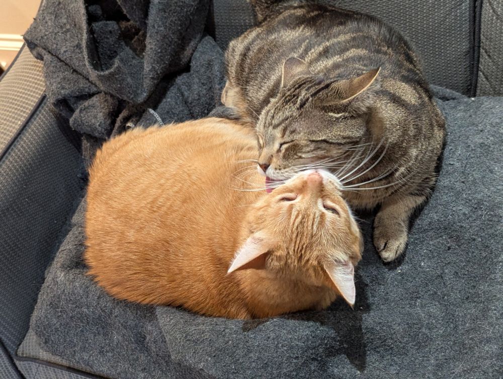 Nerys (an orange cat) and Bucky (a tabby cat) grooming each other nonstop