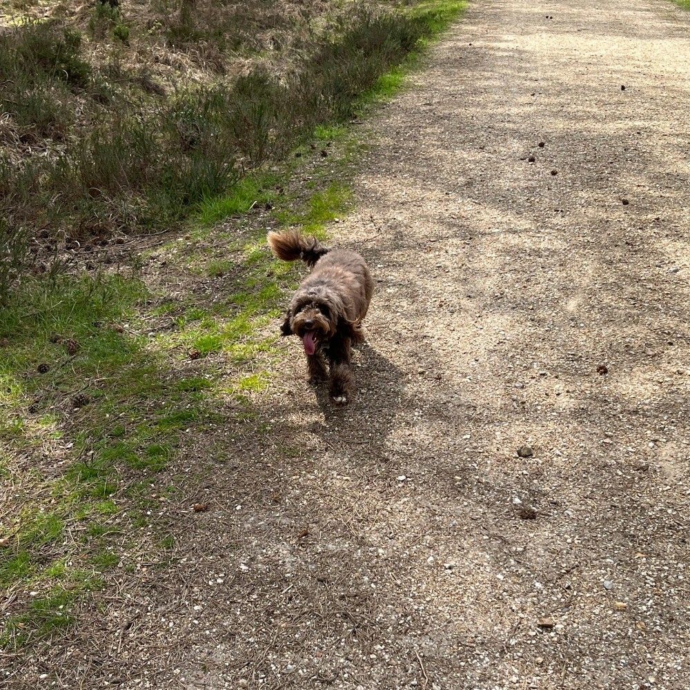 my dog, Bear! in the wild! he's a medium sized brown cockapoo with the fluffiest coat you've (n)ever seen, and a smile that could melt the coldest heart