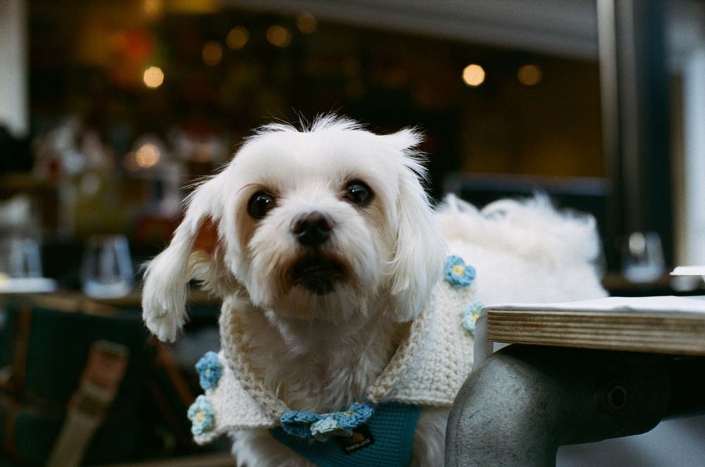 A white dog called Cosmo wearing a harness with blue flowers