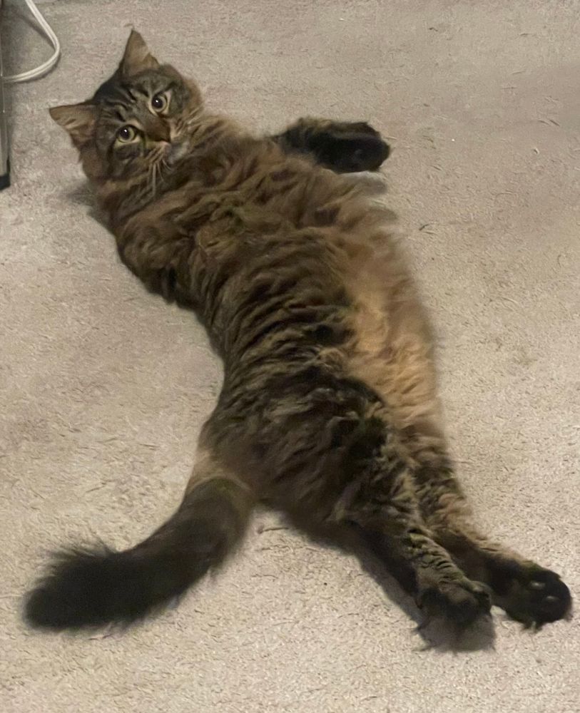 The same cat, on his other side, stretched out and looking slim. 