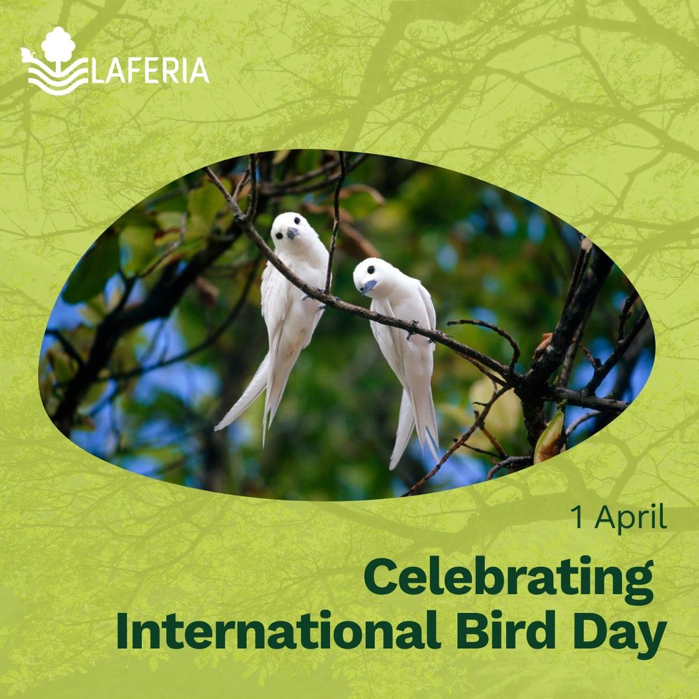 Image of two white birds sitting in tree branches. LAFERIA project logo. Text reads: "1 April, Celebrating international bird day" 