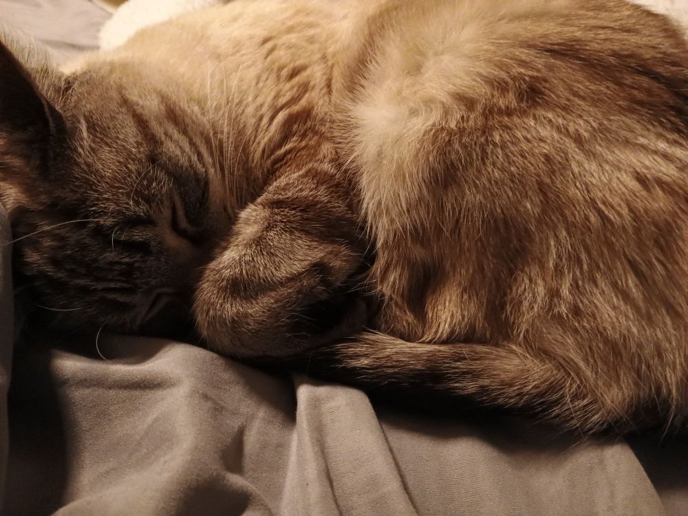 My cat curled in a ball.