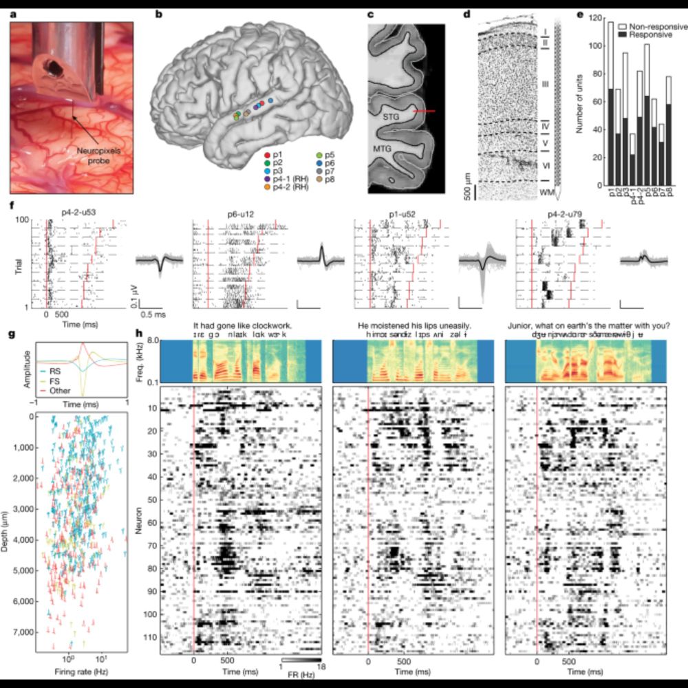 Large-scale single-neuron speech sound encoding across the depth of human cortex - Nature