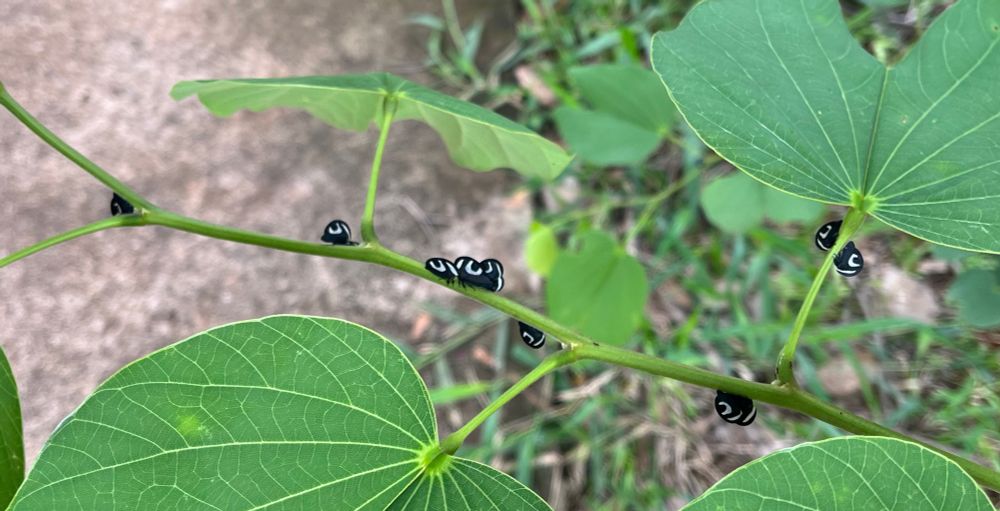 Galho de arvore com vários soldadinhos adultos enfileirados