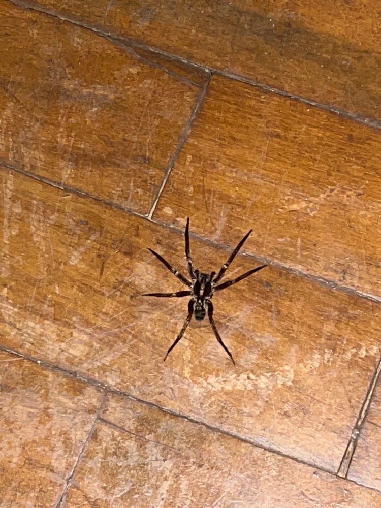 Aranha-lobo marrom escura com as pernas bem esparramadas, não deu pra colocar referência do lado mas ela assim com as pernas esticas deve ter uns 8 a 10 cm, ela esta parada num piso de taco.