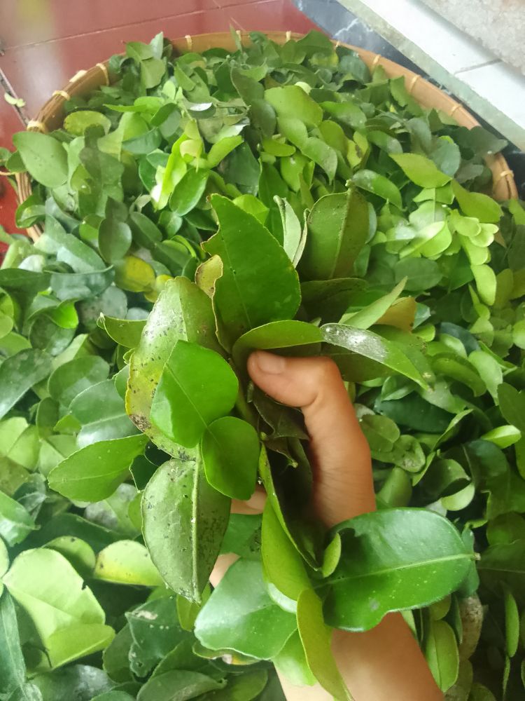 Segenggam daun jeruk purut 