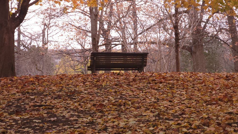 A lone, empty bench sitting on a hill, surrounded by autumn leaves 