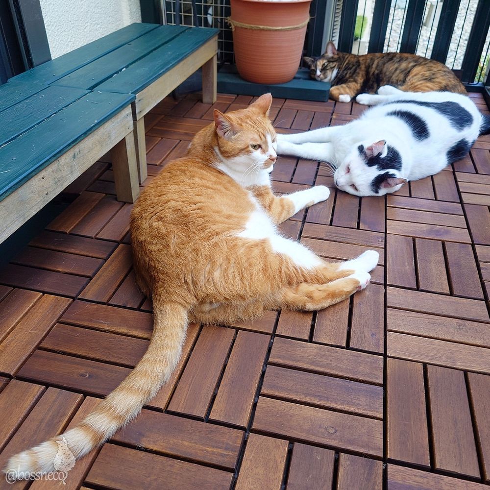 ベランダで転がっている猫さんたち