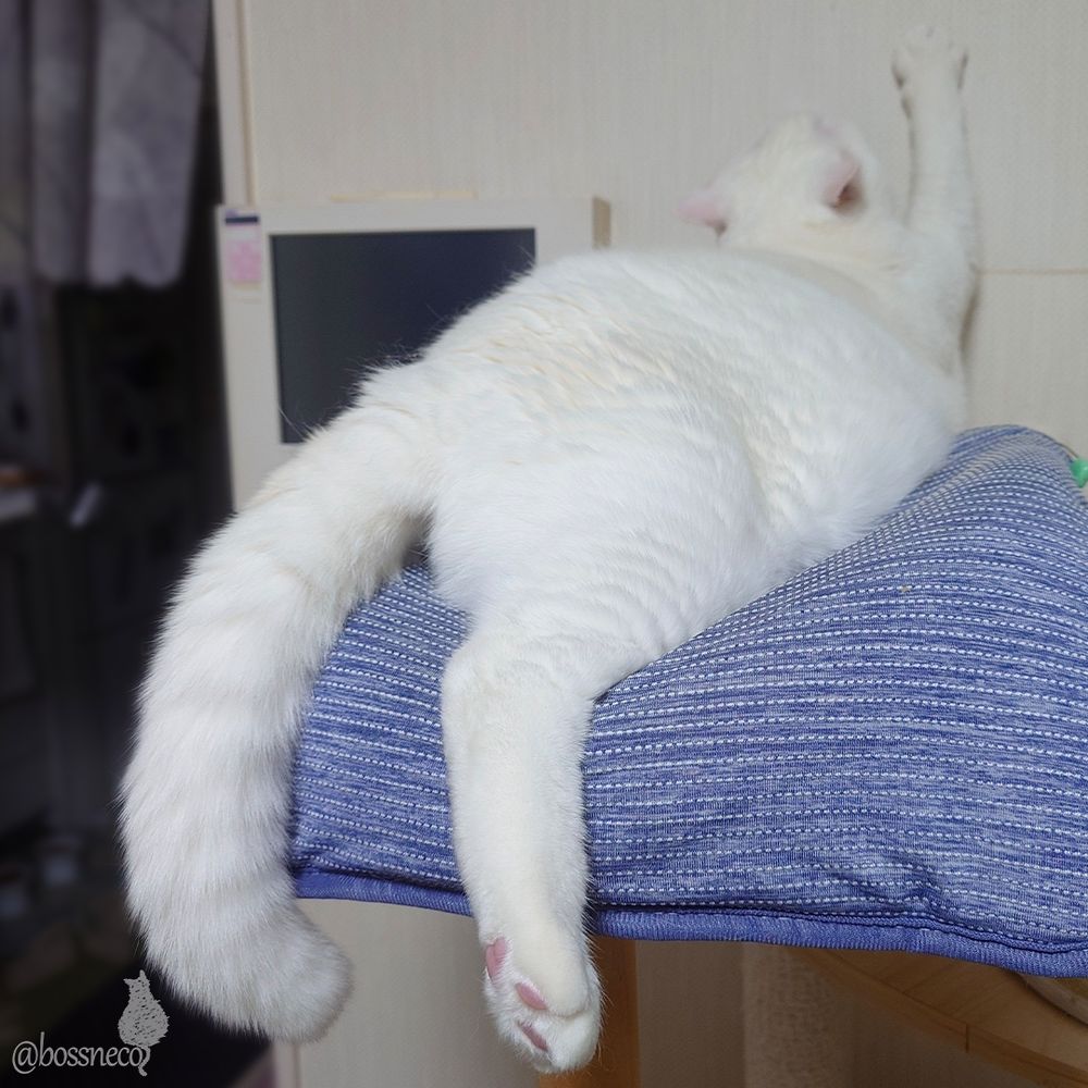 伸ばしたお手手と顎を壁にくっつけて寝ている白猫