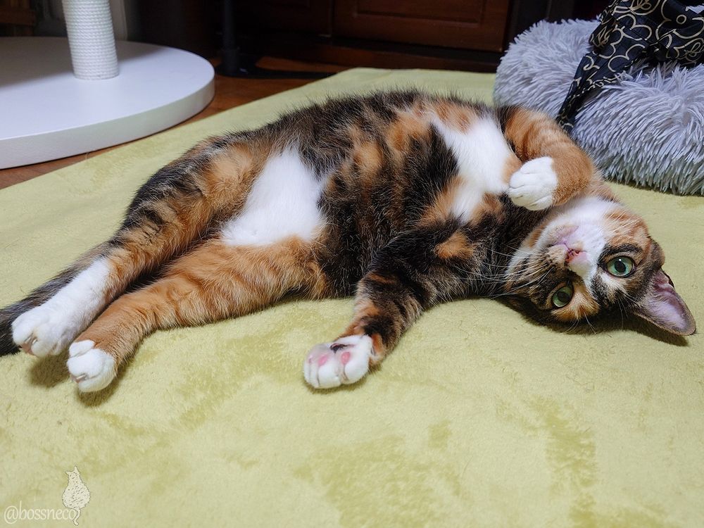 転がってカメラ目線をくれた縞三毛猫