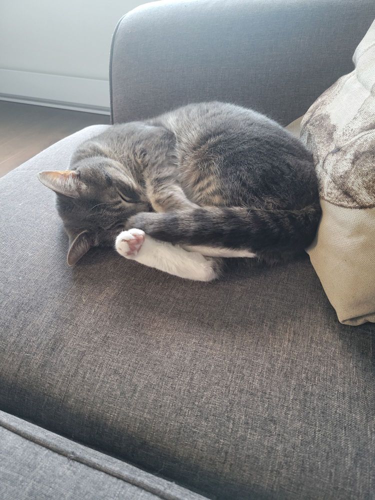 Bear (the cat) curls up on a cozy Sunday afternoon.