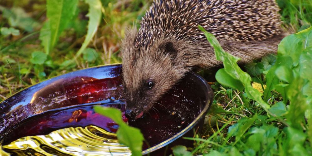 Naturschutz im eigenen Garten: Igel und andere Wildtiere unterstützen