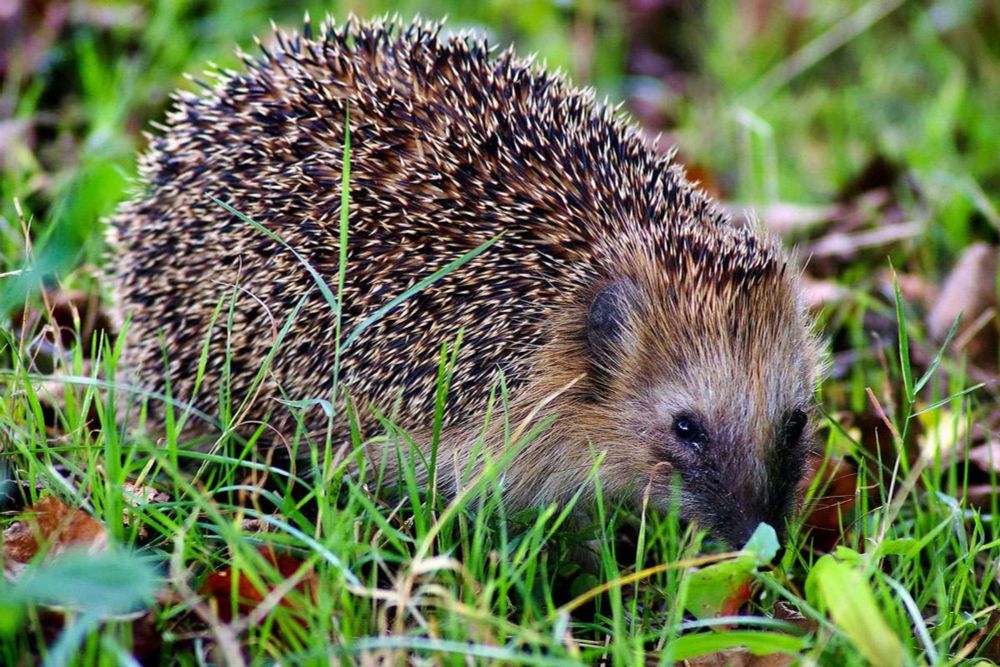 Igel & Maulwurf