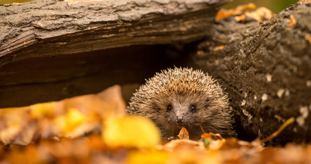 Igel schützen und richtig versorgen